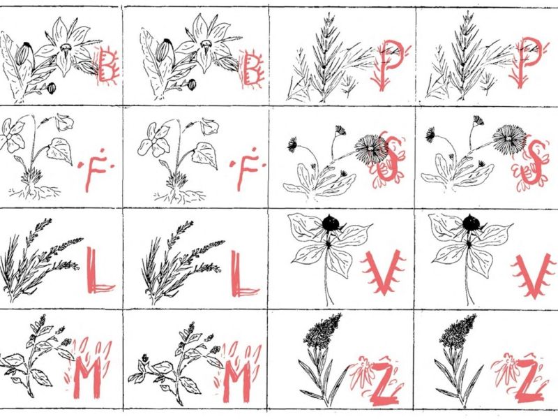 Bylinopis, Eva Volfová